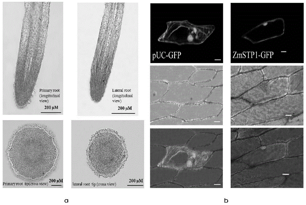 Corn ZmSTP1 protein, coding gene and application thereof