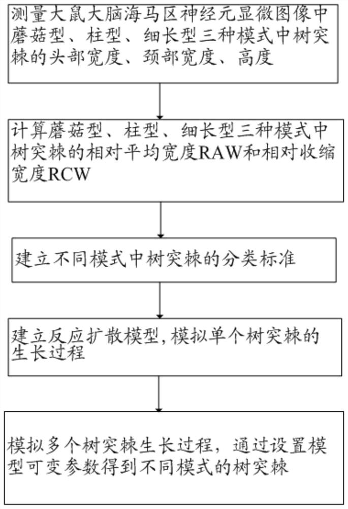 Method for establishing neuron dendritic spine development mode based on reaction diffusion model