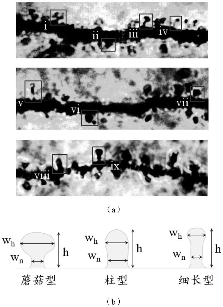 Method for establishing neuron dendritic spine development mode based on reaction diffusion model