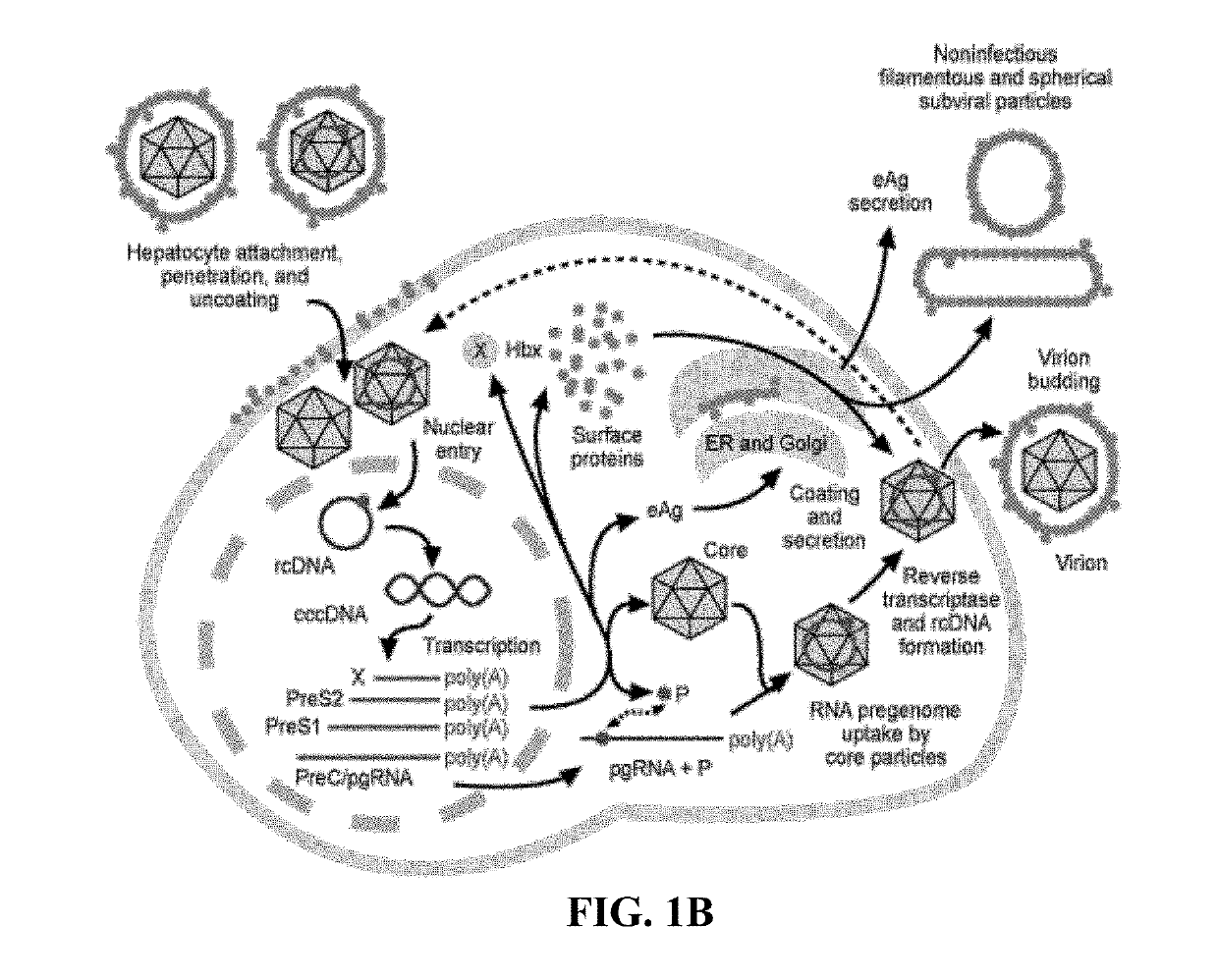 Methods and compositions for inducing an immune response against hepatitis b virus (HBV)