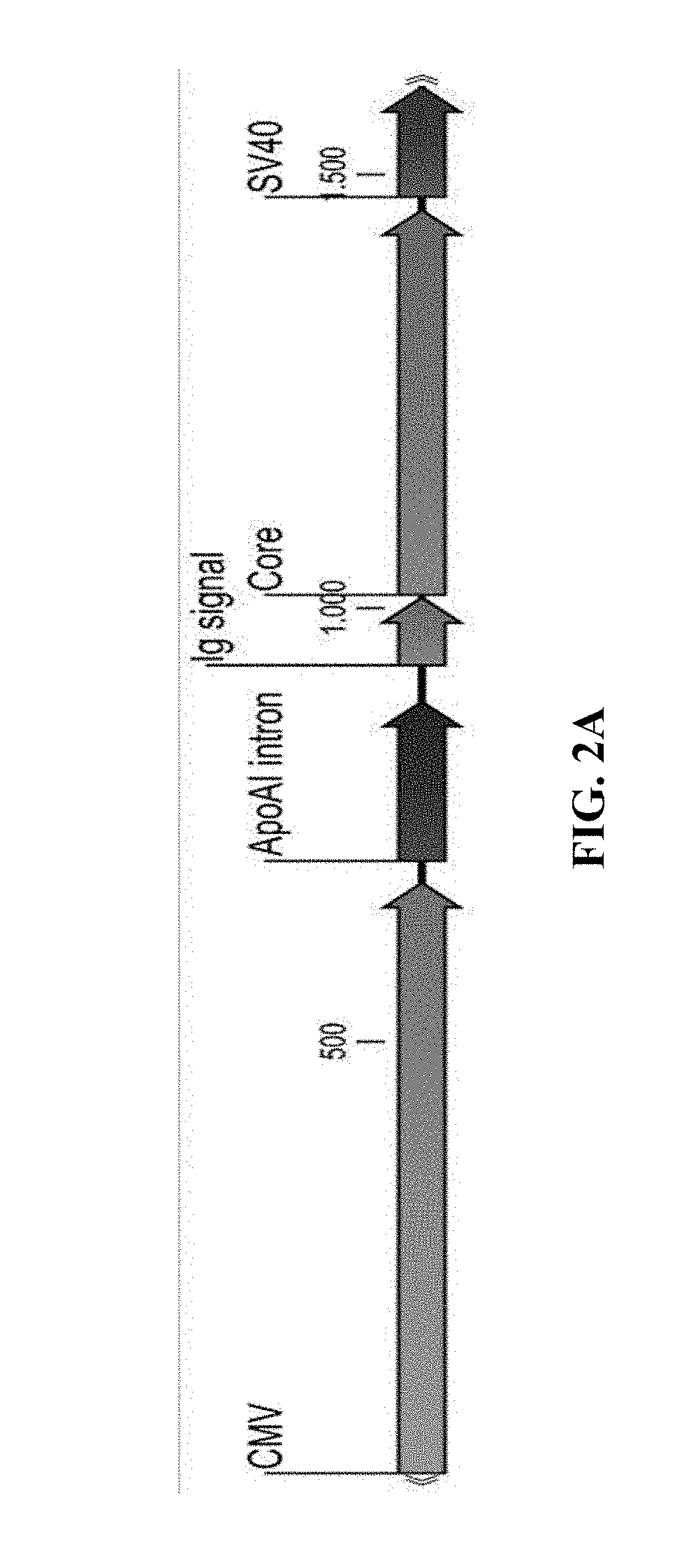 Methods and compositions for inducing an immune response against hepatitis b virus (HBV)