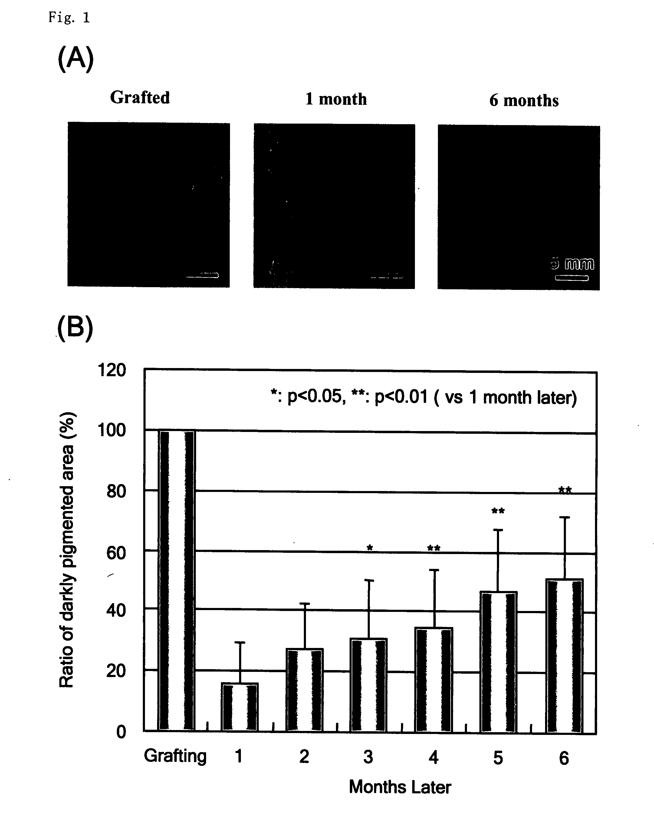 Animal model for pigment spots