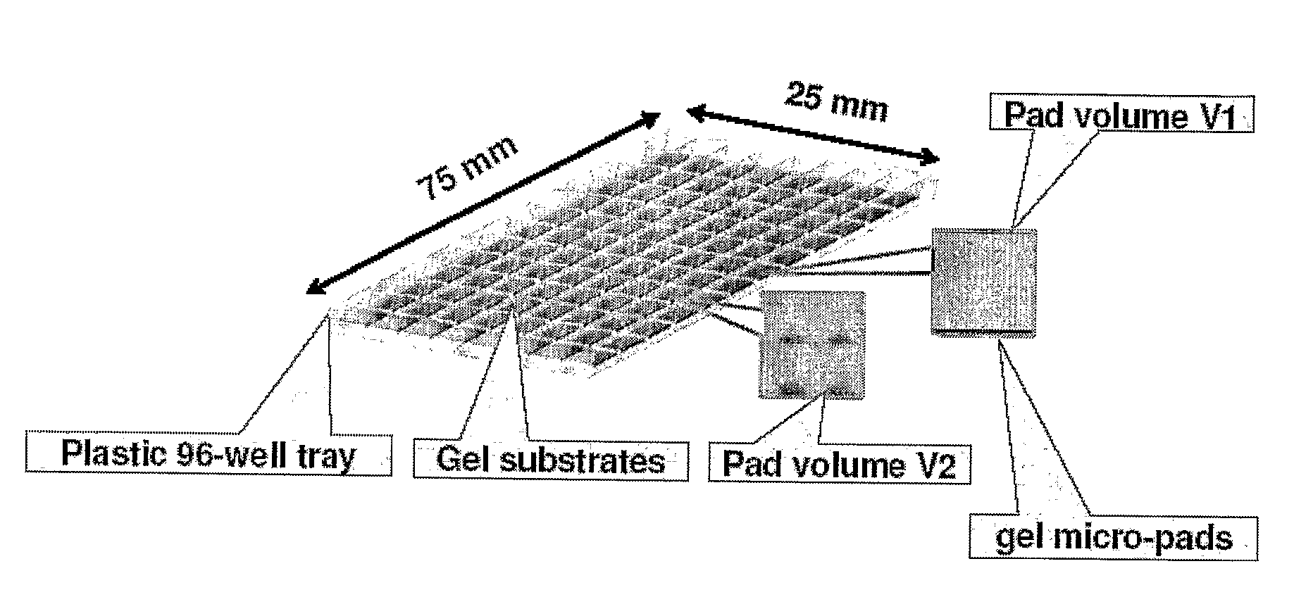 Absolute PCR Quantification