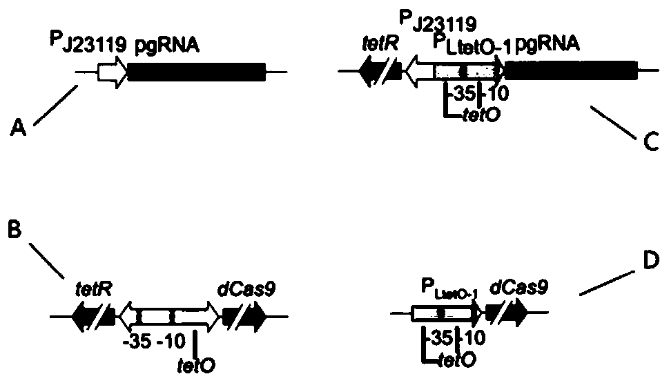 Plasmid for CRISPRi system, construction method of plasmid, and application of plasmid to directional silencing of yersinia pestis target gene