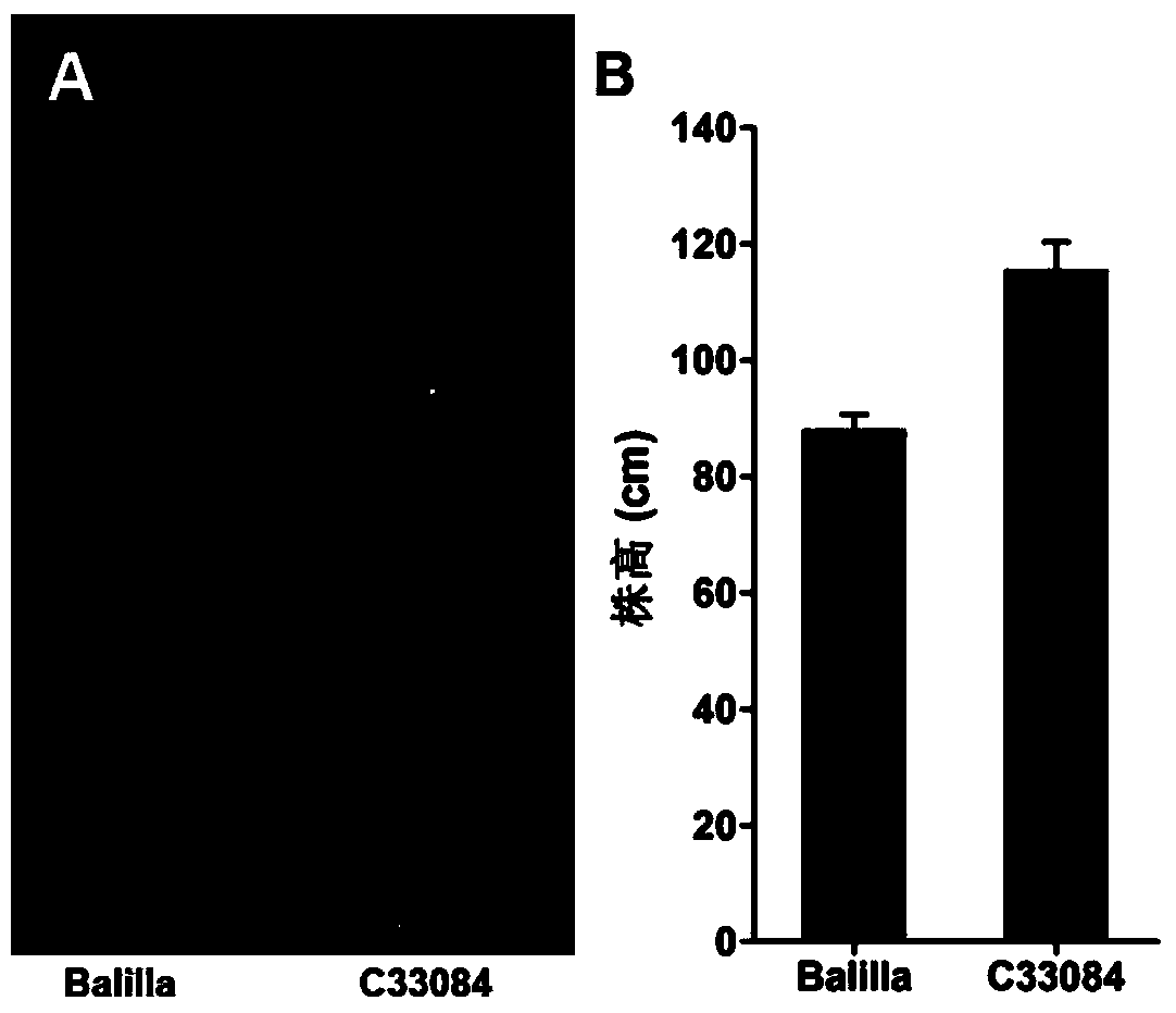 Molecular markers of main effect QTL (Quantitative Trait Locus) qPH6 locus of plant height of rice and application thereof