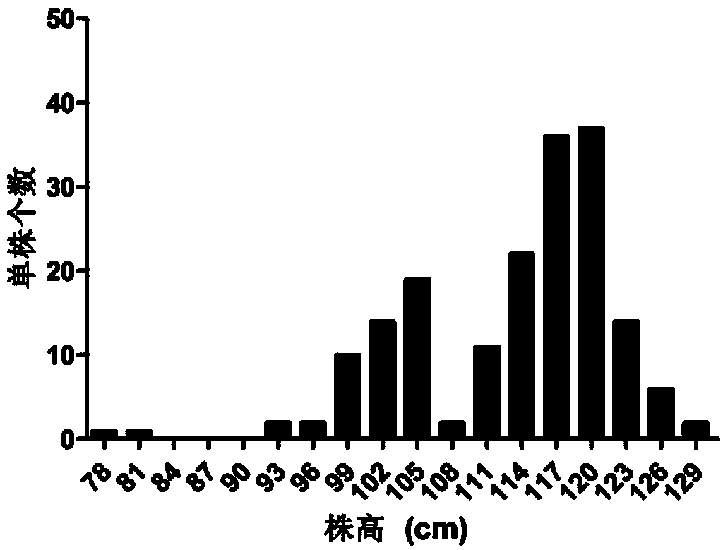 Molecular markers of main effect QTL (Quantitative Trait Locus) qPH6 locus of plant height of rice and application thereof