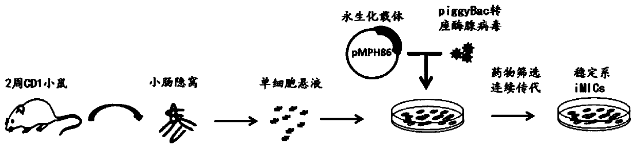 Mouse intestinal epithelium pit cell line and constructing and culturing method thereof