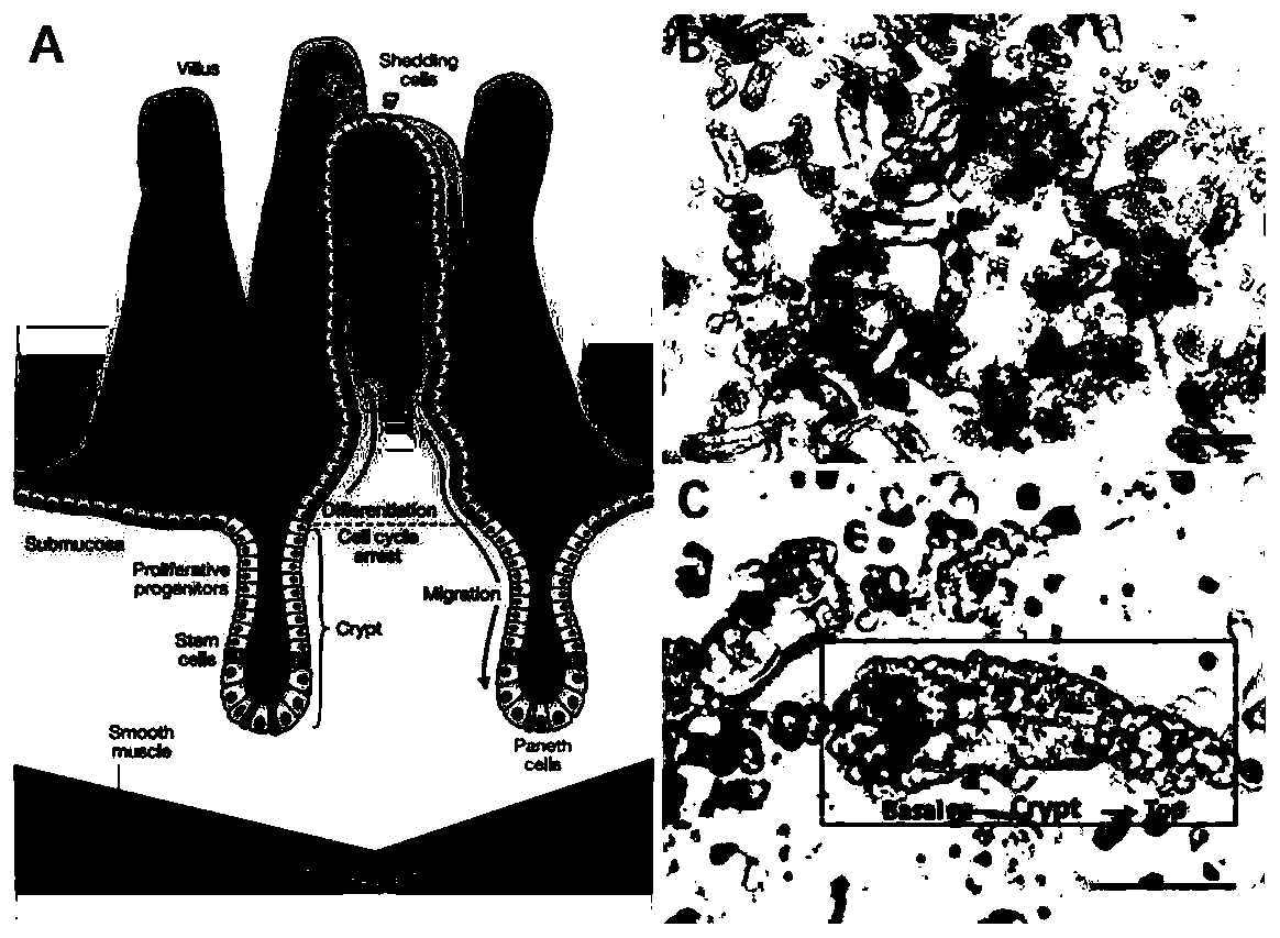 Mouse intestinal epithelium pit cell line and constructing and culturing method thereof