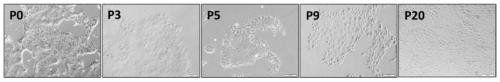 Mouse intestinal epithelium pit cell line and constructing and culturing method thereof