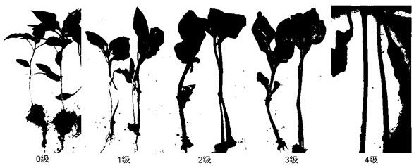 Pepper anthracnose resistance living body identification method and application