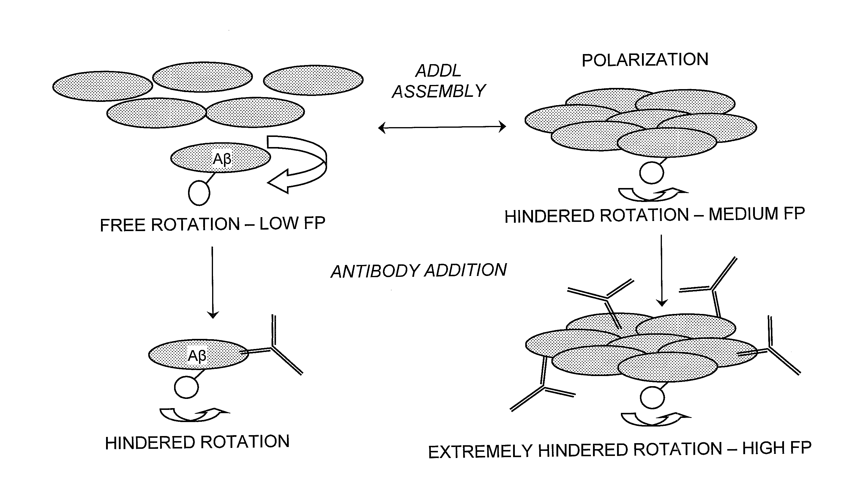 Method for detecting oligermization of soluble amyloid beta oligomers