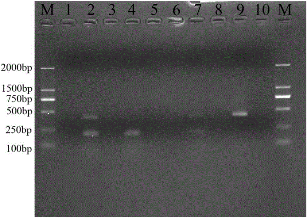 Double PCR (Polymerase chain reaction) primer for simultaneous detection of Klebsiella pneumoniae and Aeromonas caviae and detection method of double PCR primer