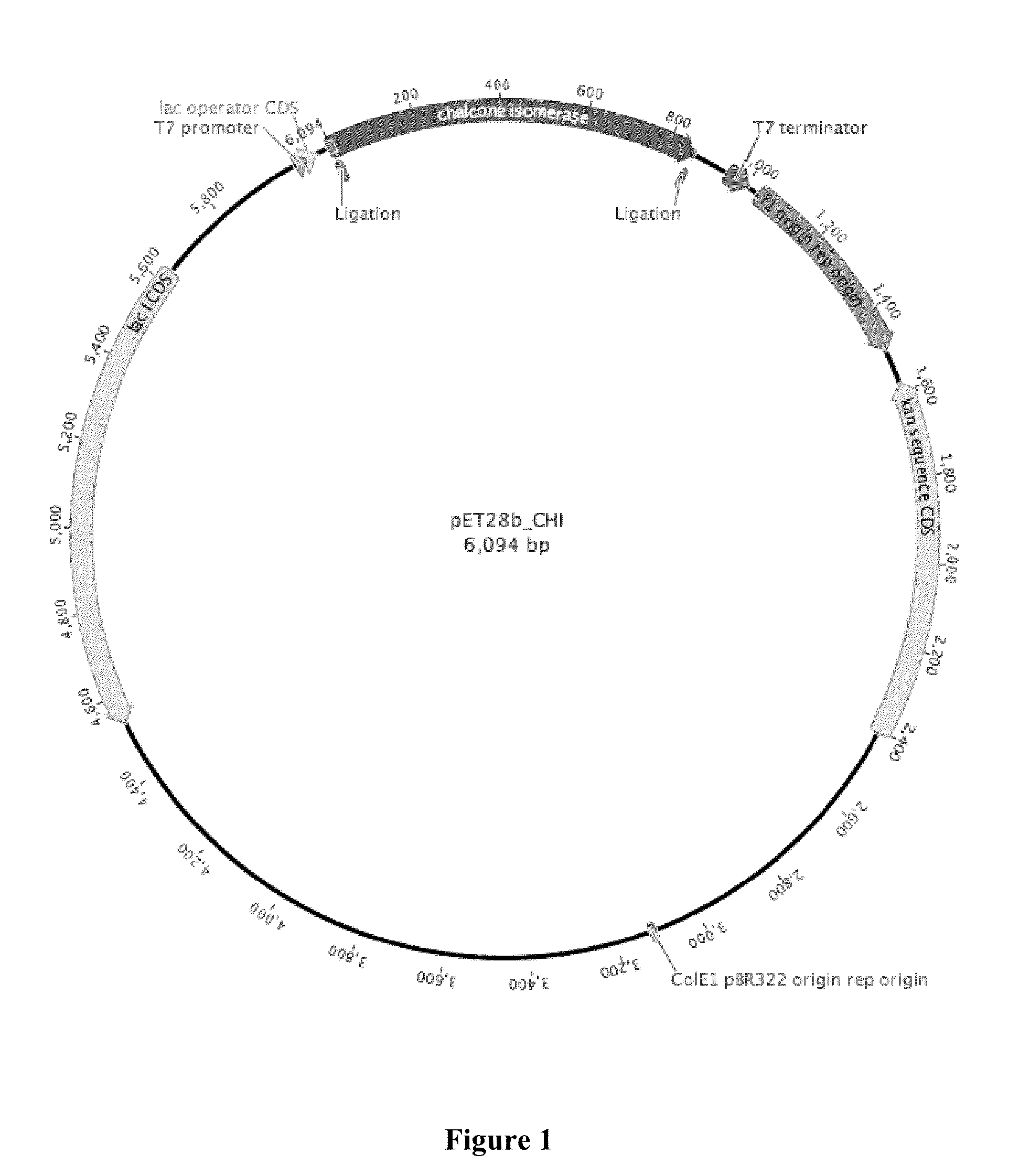 Method for Biotechnological Production of Dihydrochalcones