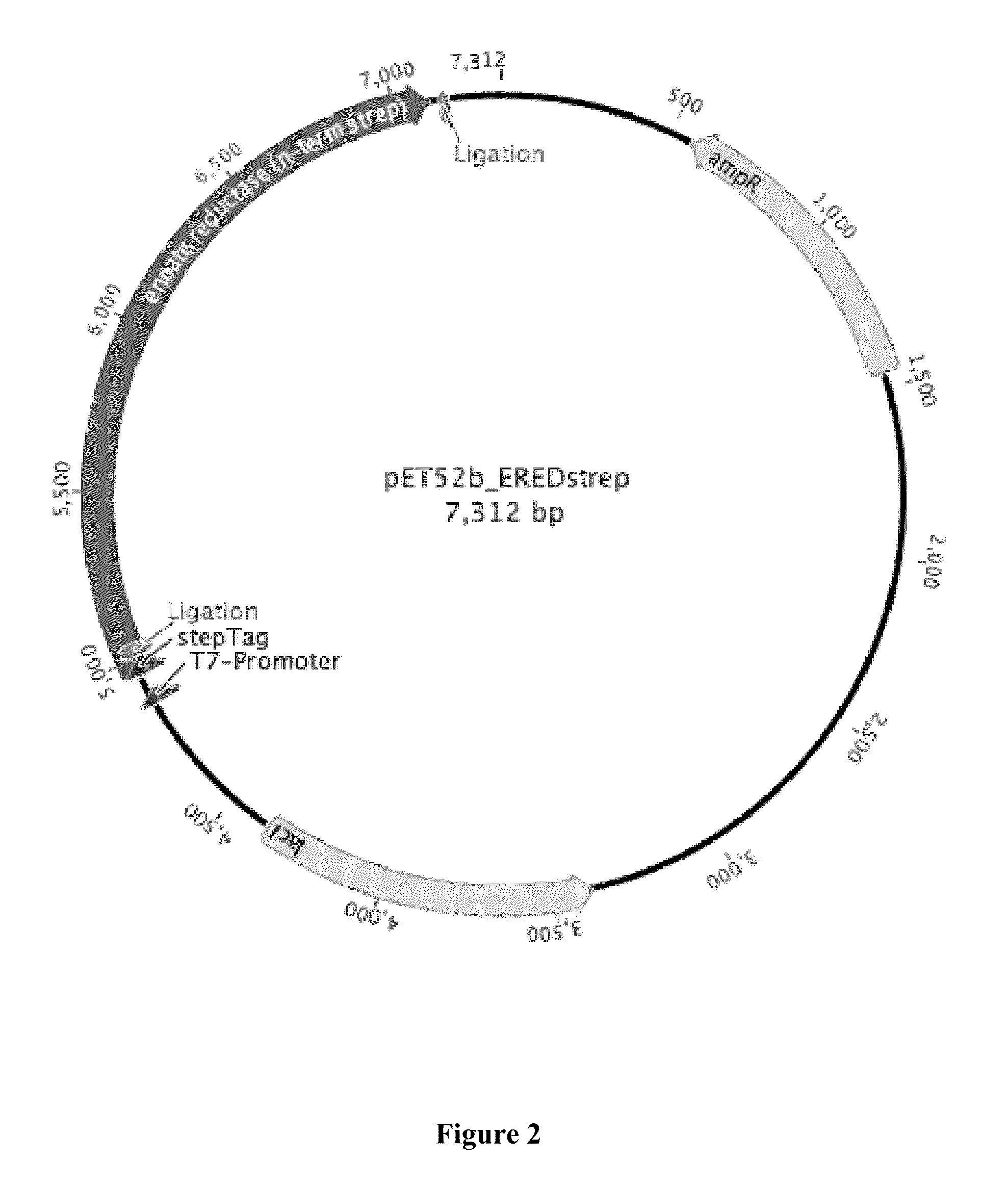 Method for Biotechnological Production of Dihydrochalcones