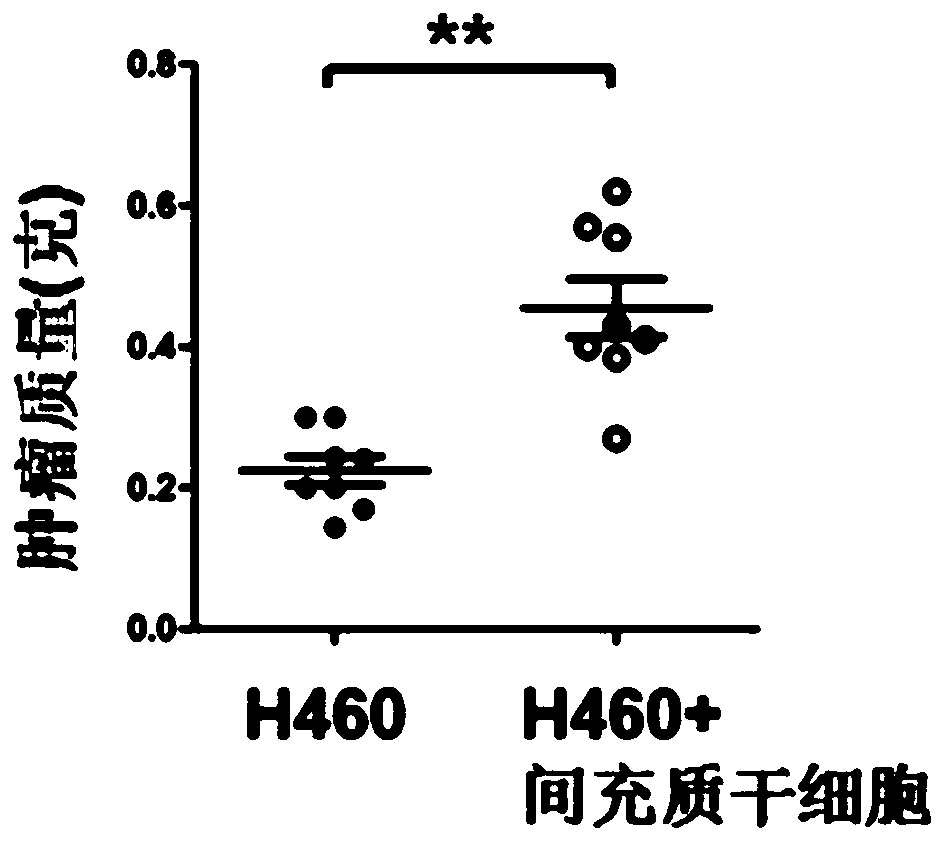 Novel detection of miRNA for targeting interaction of tumor microenvironment and lung cancer stem cells and application