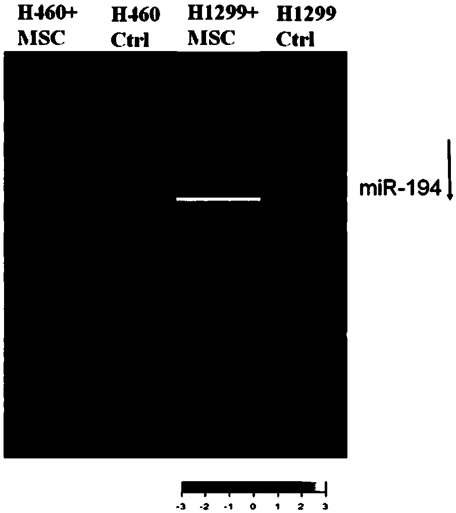 Novel detection of miRNA for targeting interaction of tumor microenvironment and lung cancer stem cells and application