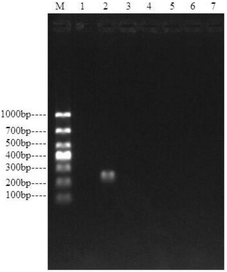 Primers and method for detection of enterobacter cloacae O21 type