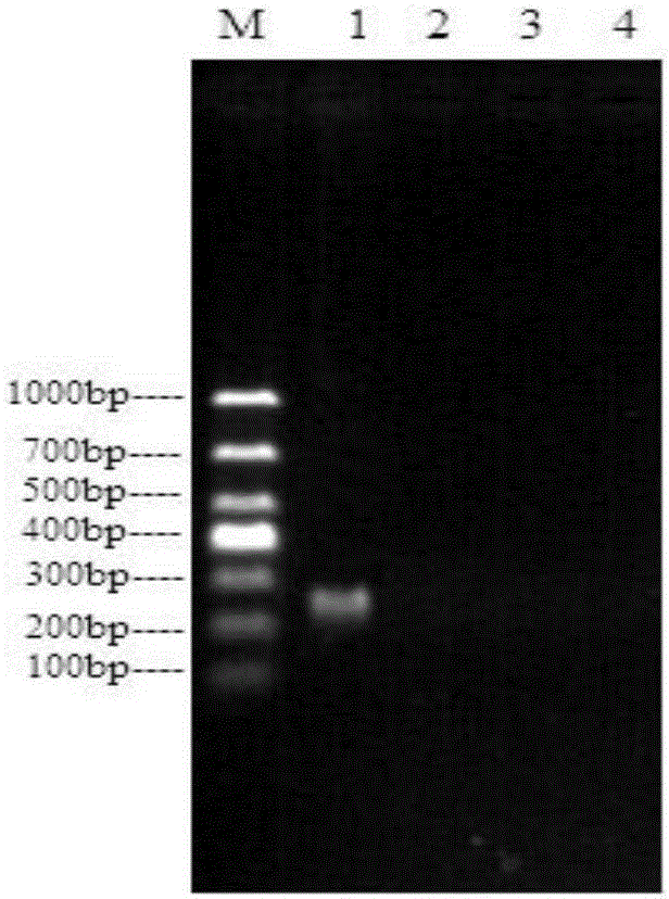 Primers and method for detection of enterobacter cloacae O21 type