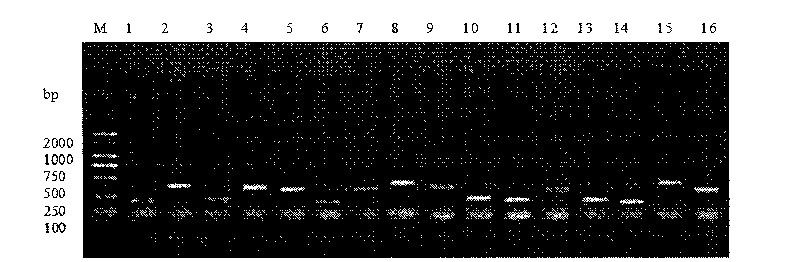 Genotype inspection method and genotyping inspection method of staphylococcal enterotoxin