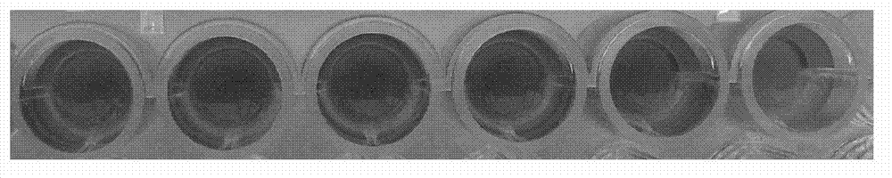 Probe used for detecting acetylcholin esterase and its inhibitor activity, application and preparation method