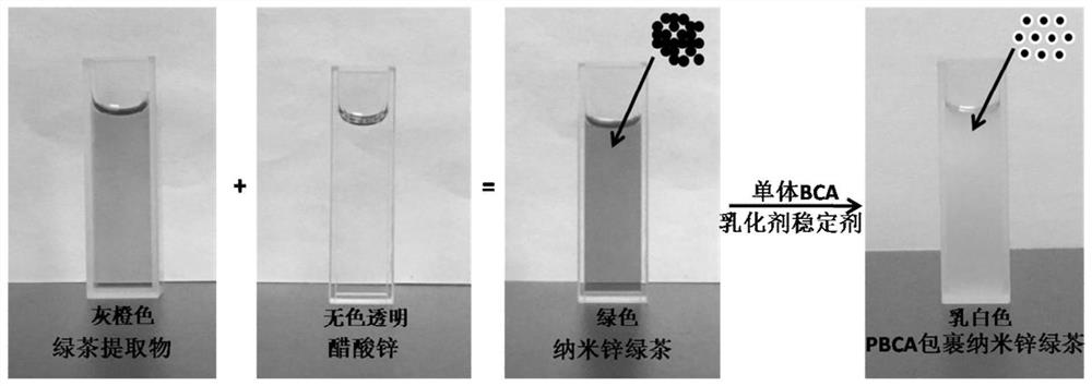 Sustained-release formulation of nano-zinc green tea coated with n-butyl cyanoacrylate and its application