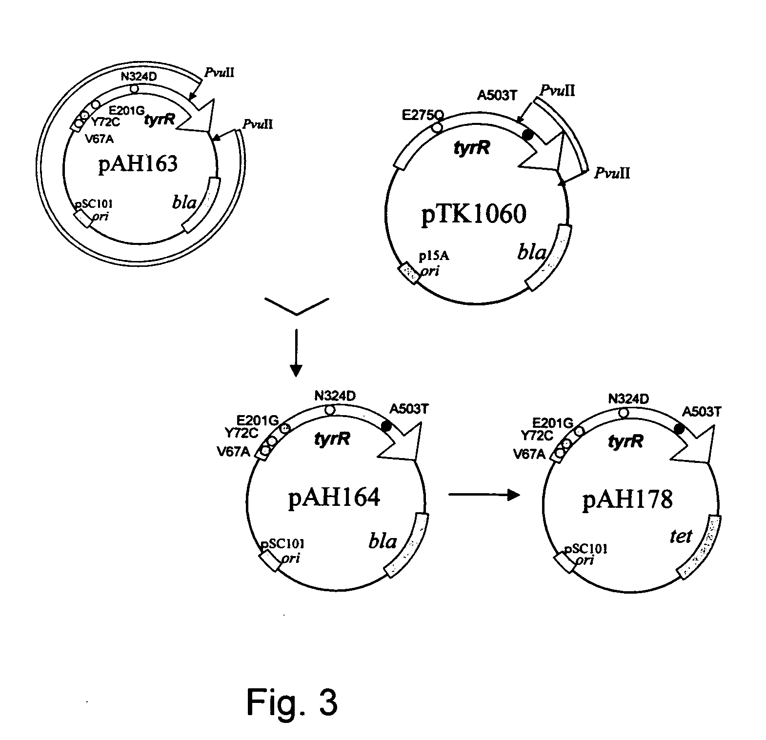 Mutant tyrosine repressor, a gene encoding the same, and a method for producing L-DOPA