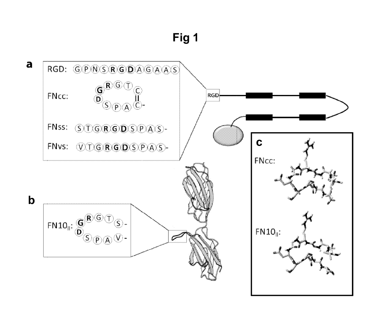 Cyclic RGD cell-binding motif and uses thereof