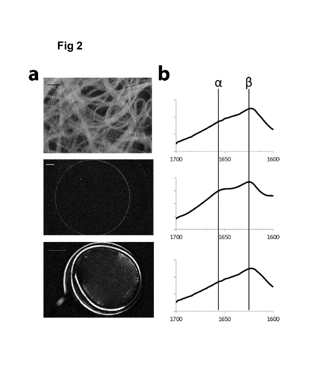 Cyclic RGD cell-binding motif and uses thereof