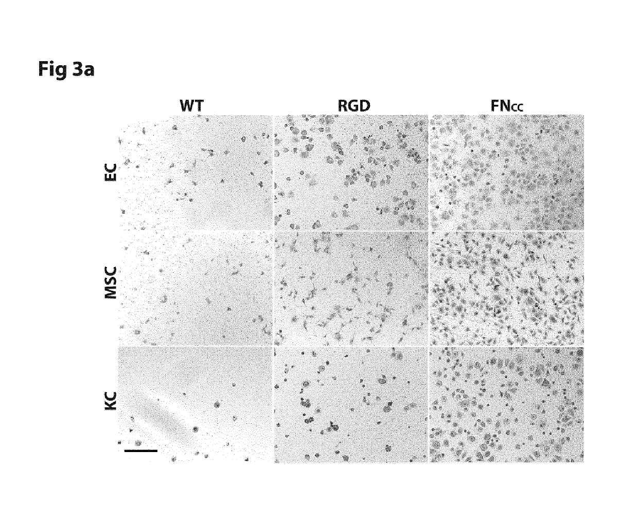 Cyclic RGD cell-binding motif and uses thereof