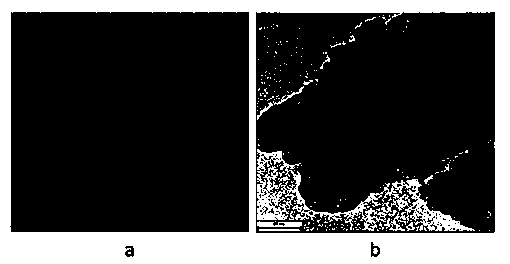 Bioelectrode formed by three-dimensional ordered porous oxide modified conductive film and preparation method of bioelectrode