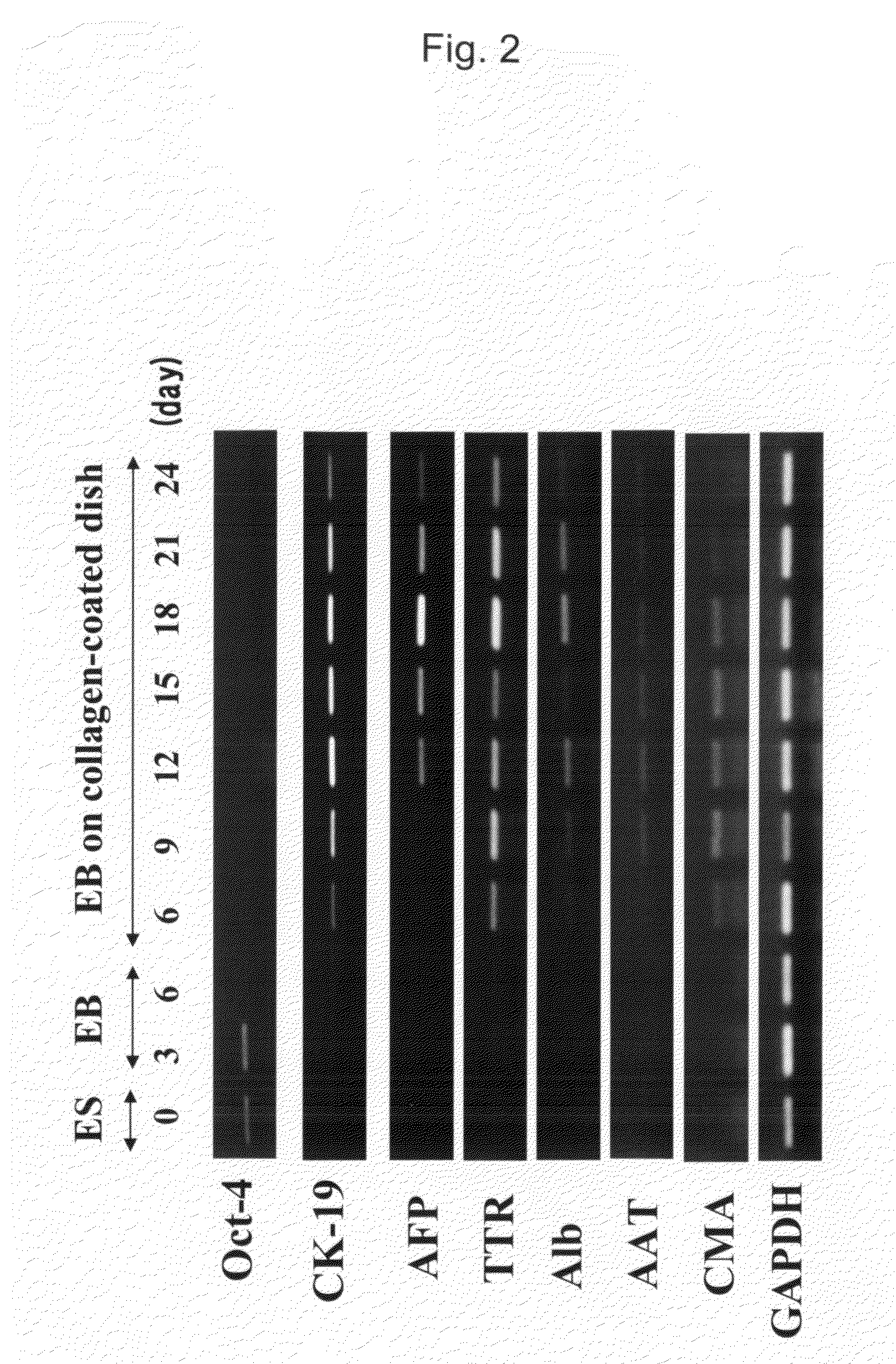 Method for Preparation of Hepatocyte Using Es Cell