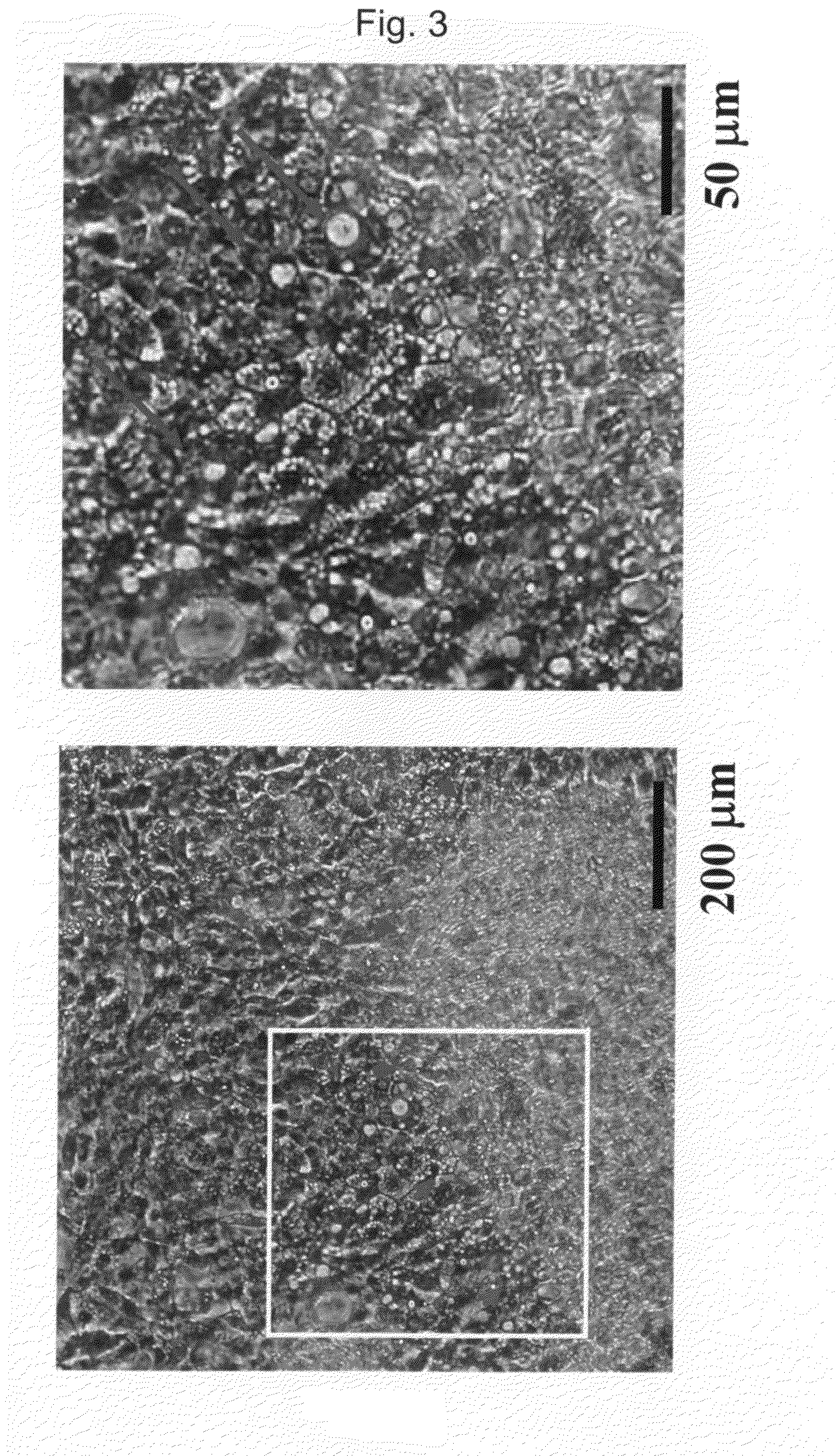 Method for Preparation of Hepatocyte Using Es Cell