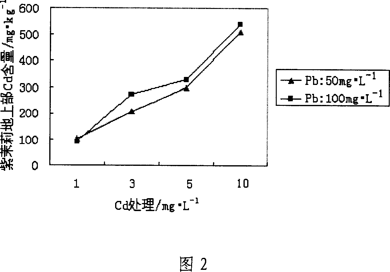 Method for restoring soil polluted by heavy metal by using flower plant of common fouroclock