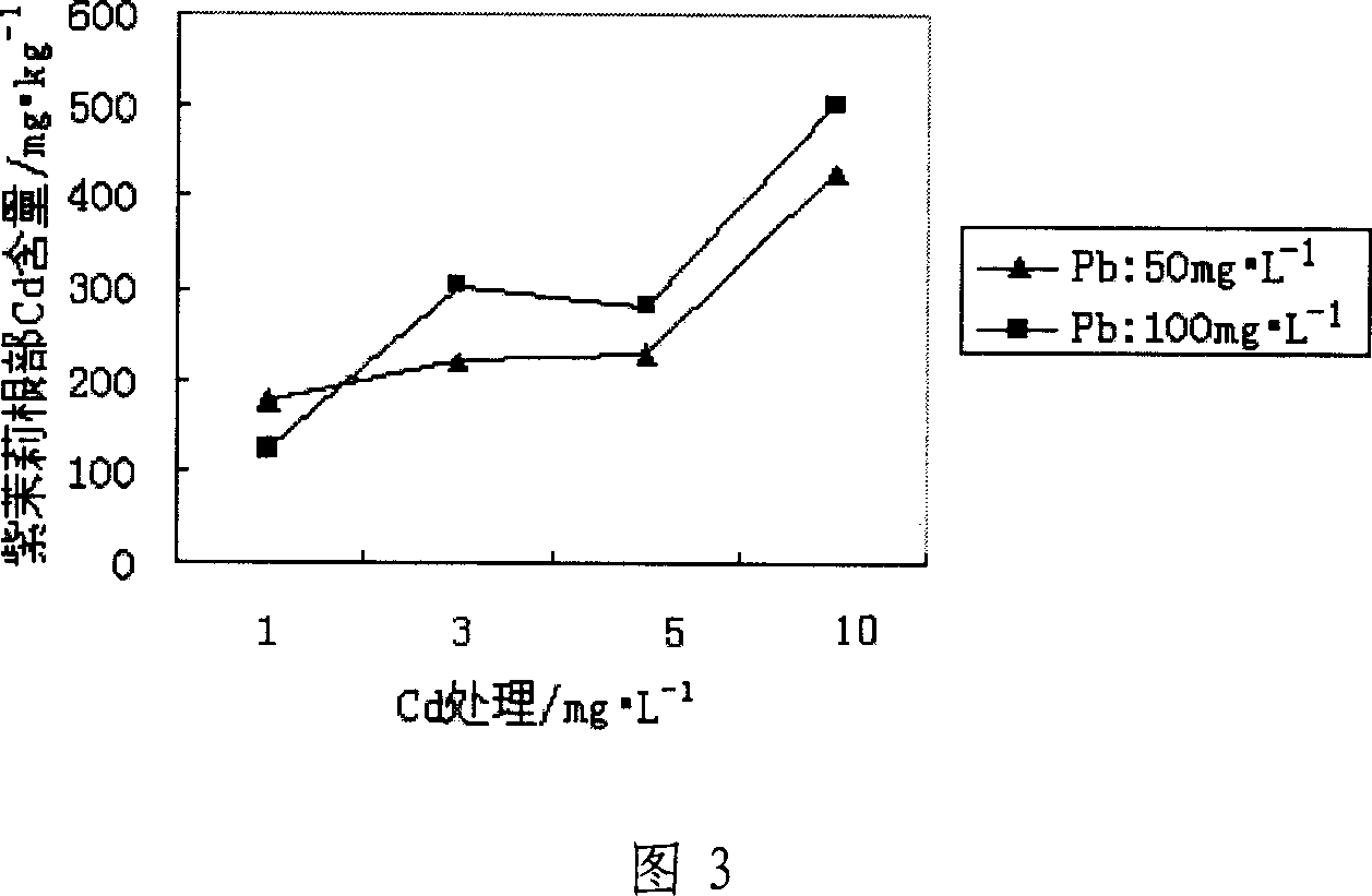 Method for restoring soil polluted by heavy metal by using flower plant of common fouroclock