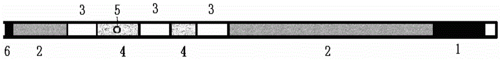 A bovine embryo vitrification freezing tube thawing and direct transplantation method