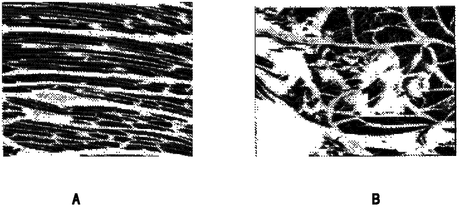 Vaccine protectant, hydrophobia vaccine and preparation method thereof