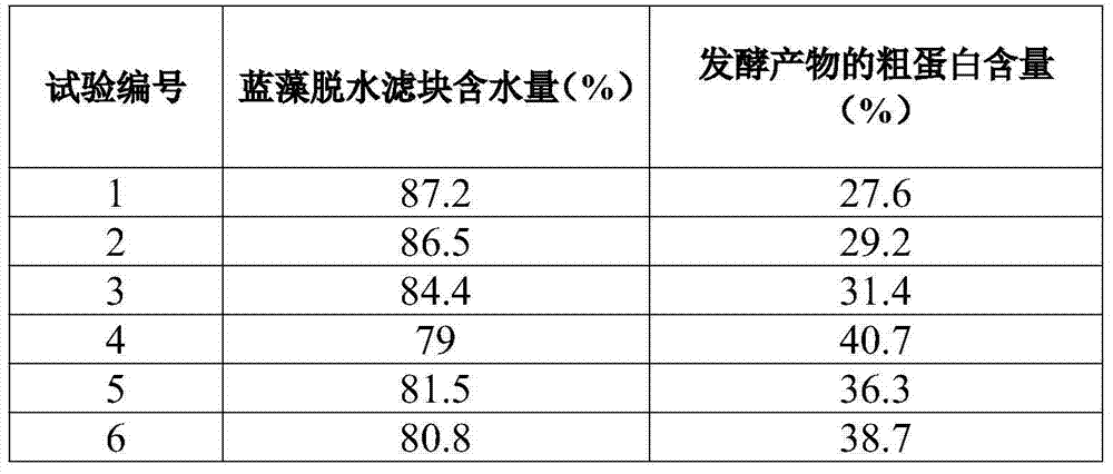 Preparation method for blue-green algae single-cell protein feed