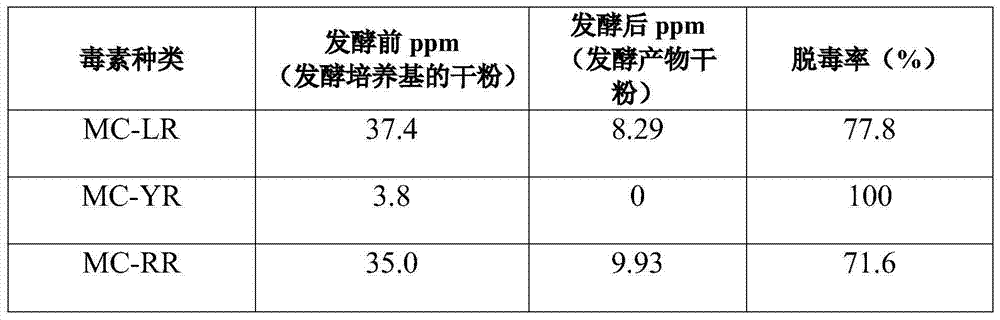 Preparation method for blue-green algae single-cell protein feed