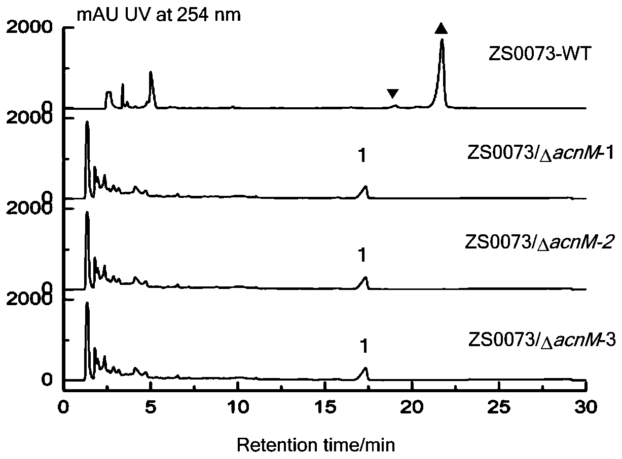 Didemethylated actinomycin derivative and application thereof in preparation of drugs for resisting drug-resistant bacteria infection