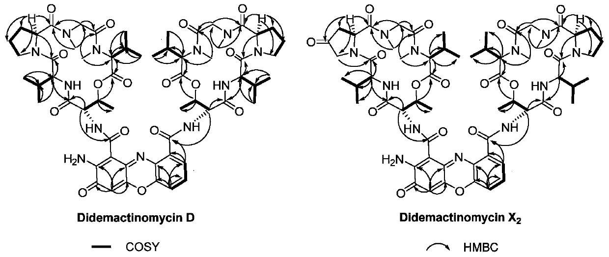 Didemethylated actinomycin derivative and application thereof in preparation of drugs for resisting drug-resistant bacteria infection