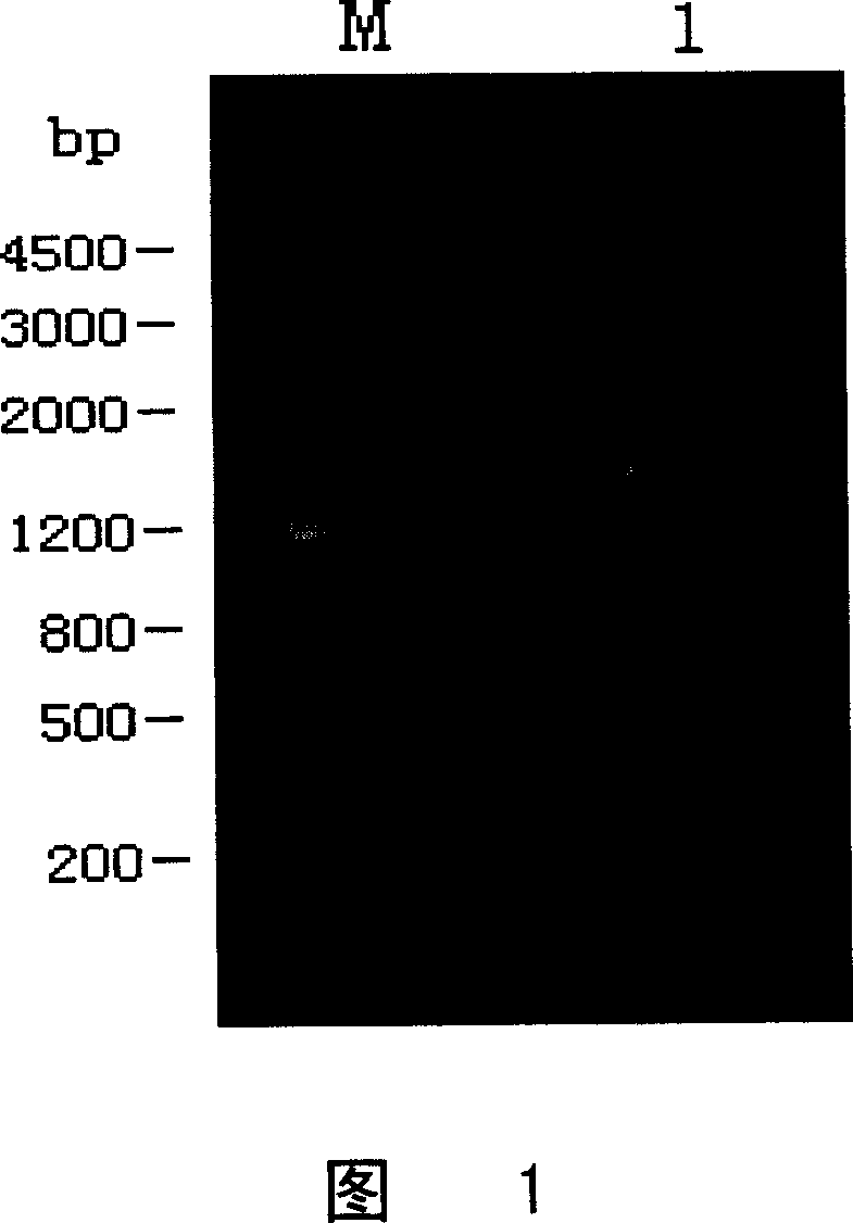 Preparing purification method for thermophilic alpha-amylase