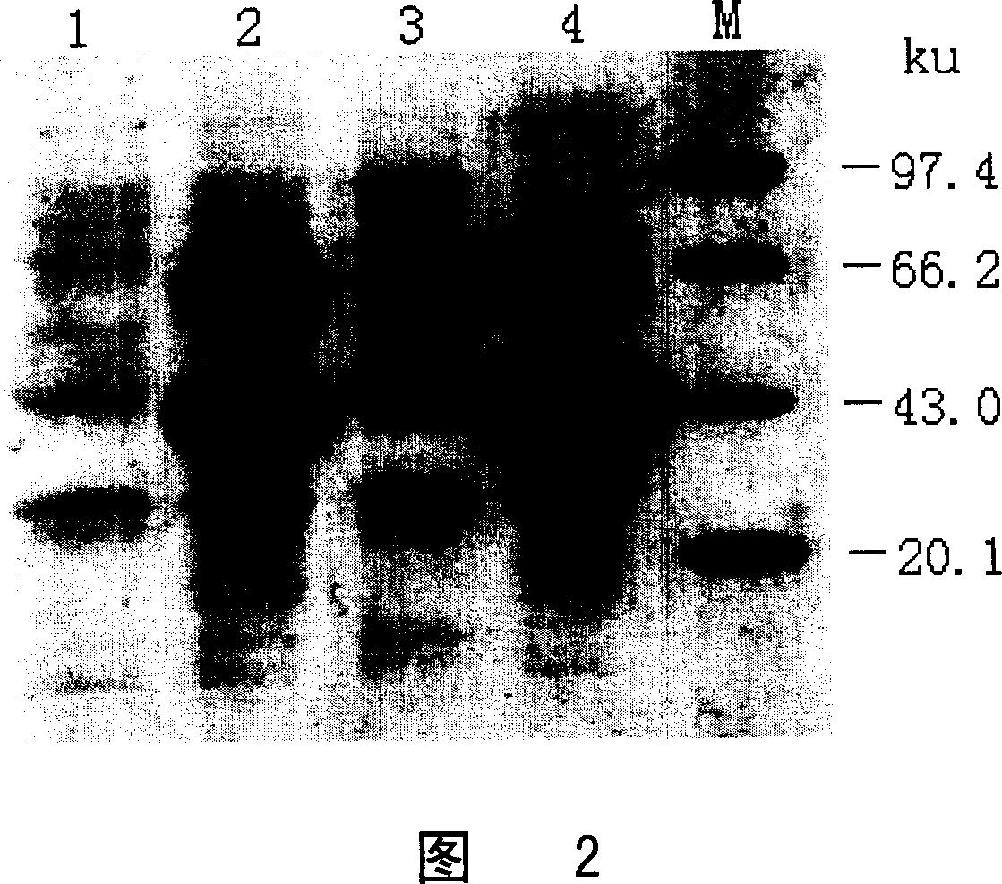 Preparing purification method for thermophilic alpha-amylase