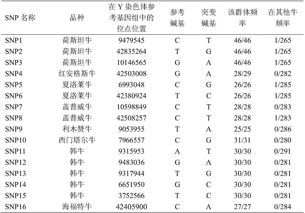 Method for identifying bull breeds with genetic markers of mononucleotides of Y chromosomes of Bos taurus