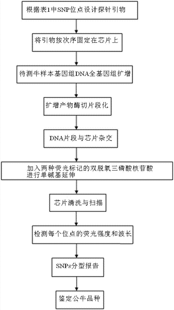 Method for identifying bull breeds with genetic markers of mononucleotides of Y chromosomes of Bos taurus