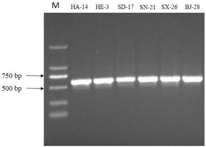 DNA bar code for discriminating aegilops tauschii and aegilops cylindrica and application thereof