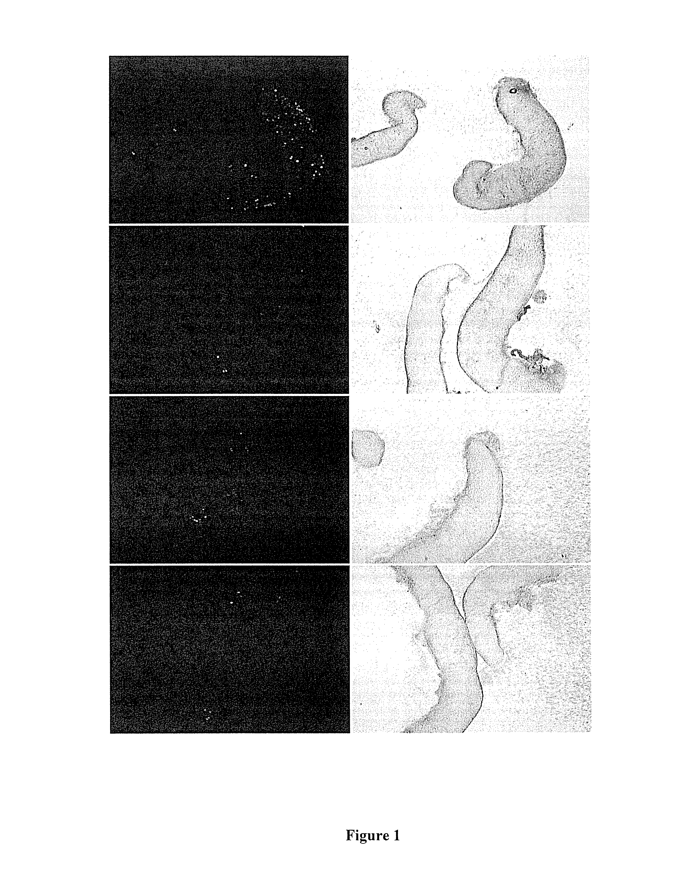 Cell Transfection Method