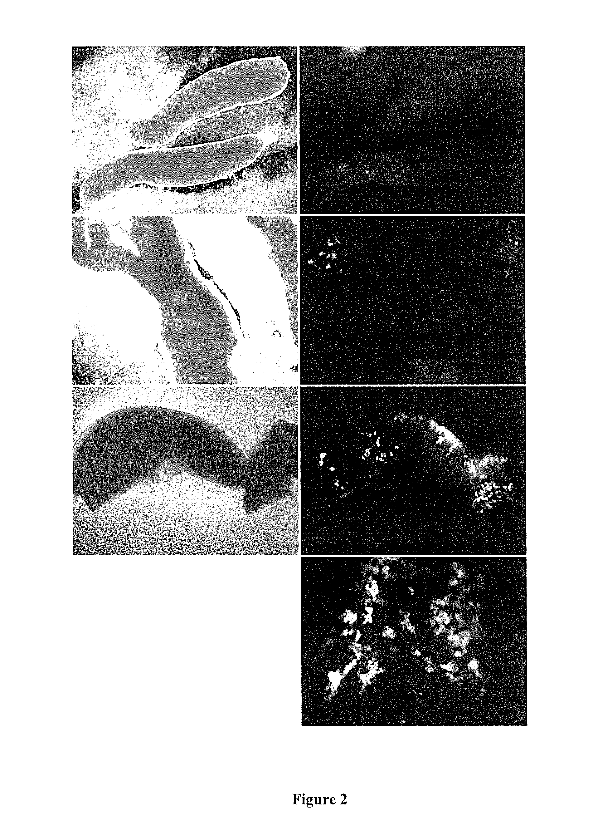 Cell Transfection Method