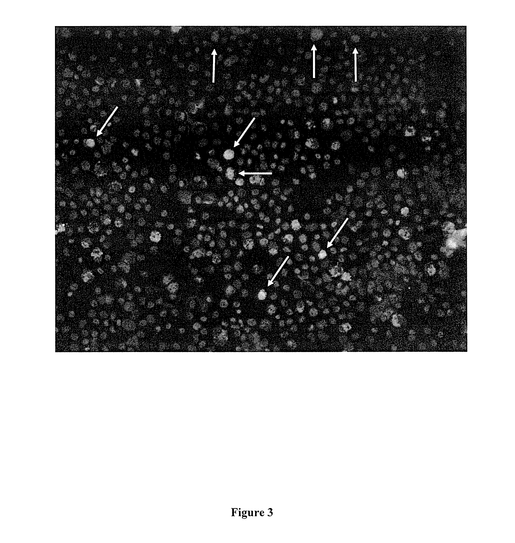 Cell Transfection Method