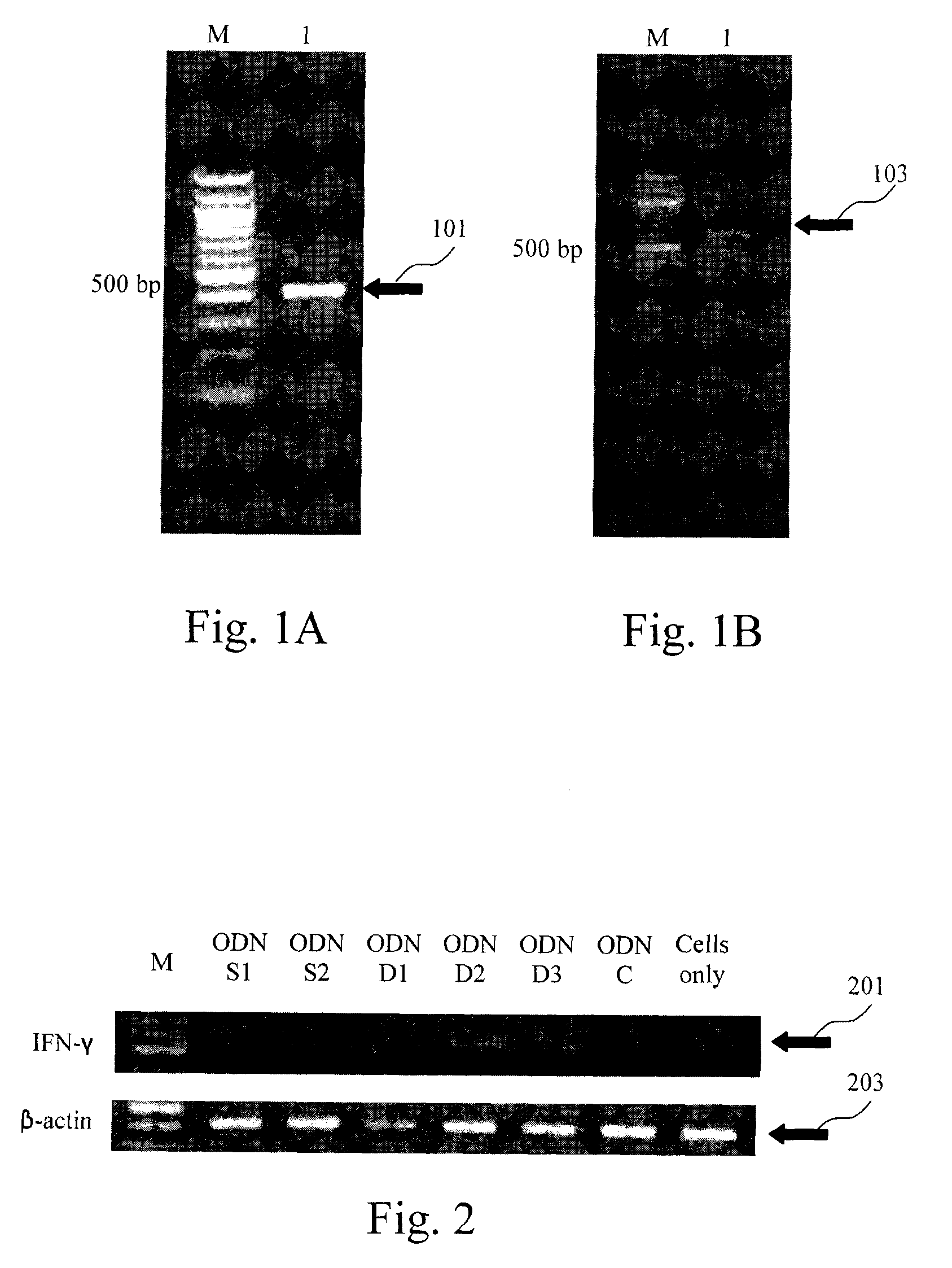 CpG DNA adjuvant in avian vaccines