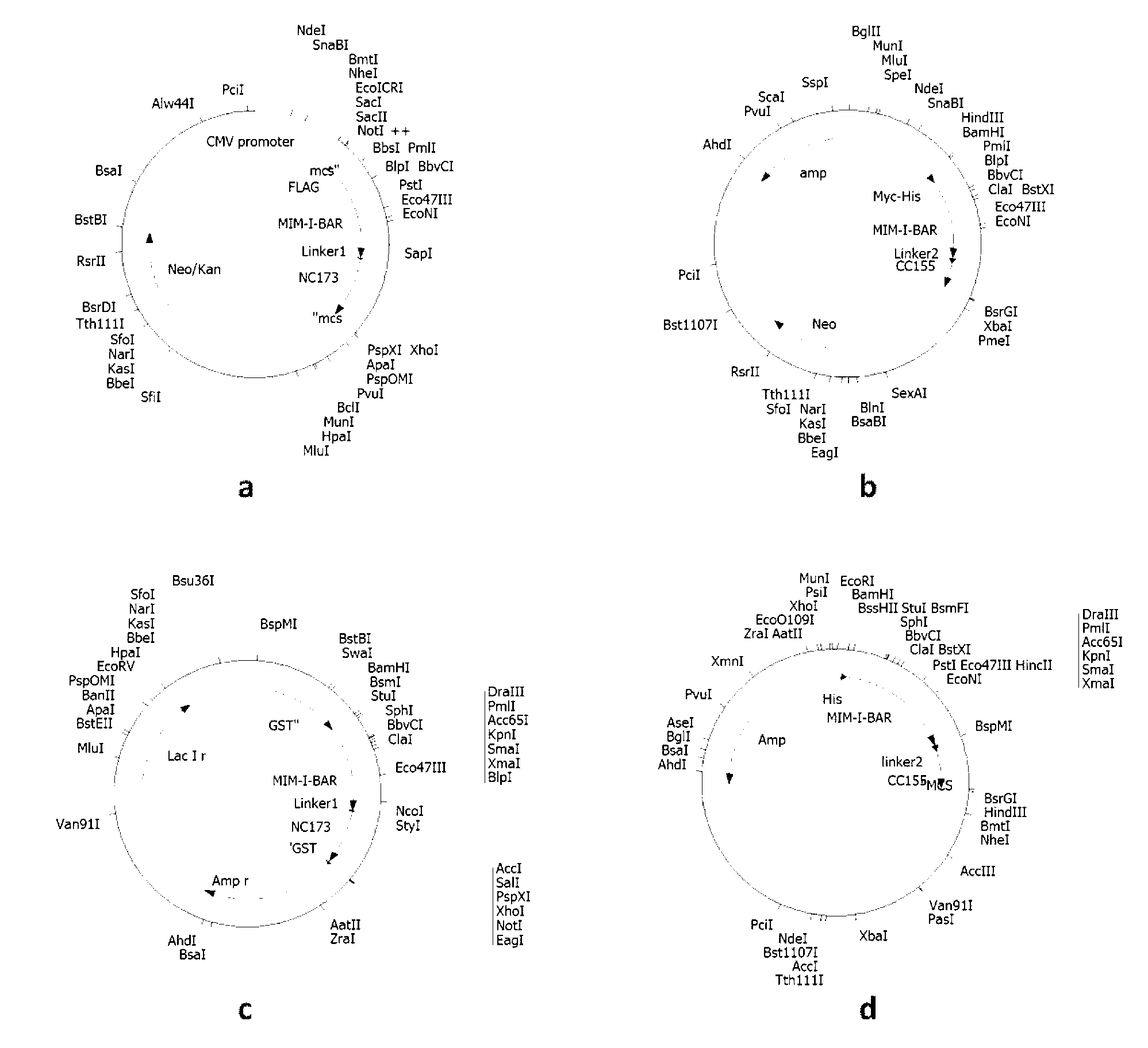 Metastasis suppressor1 protein dimerization fluorescent probes and application thereof